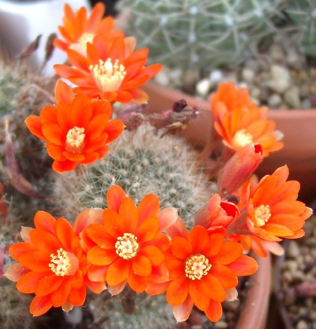 95-rebutia12.jpg